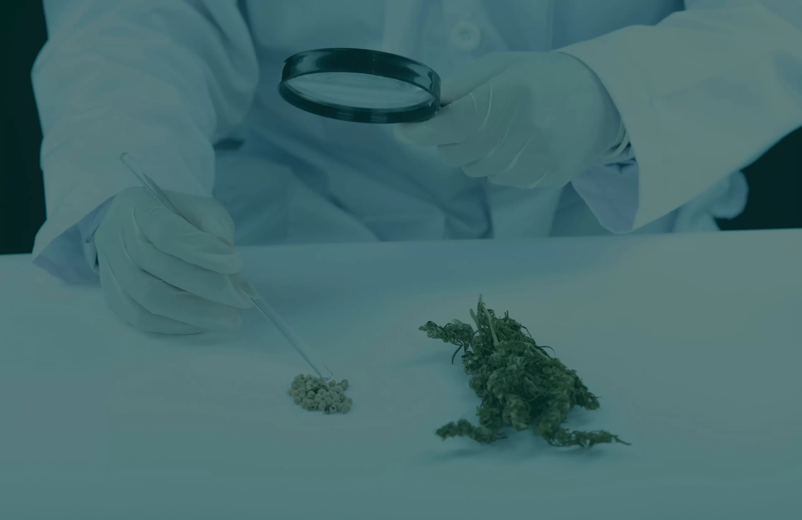 Cannabinoid Clinical Trial