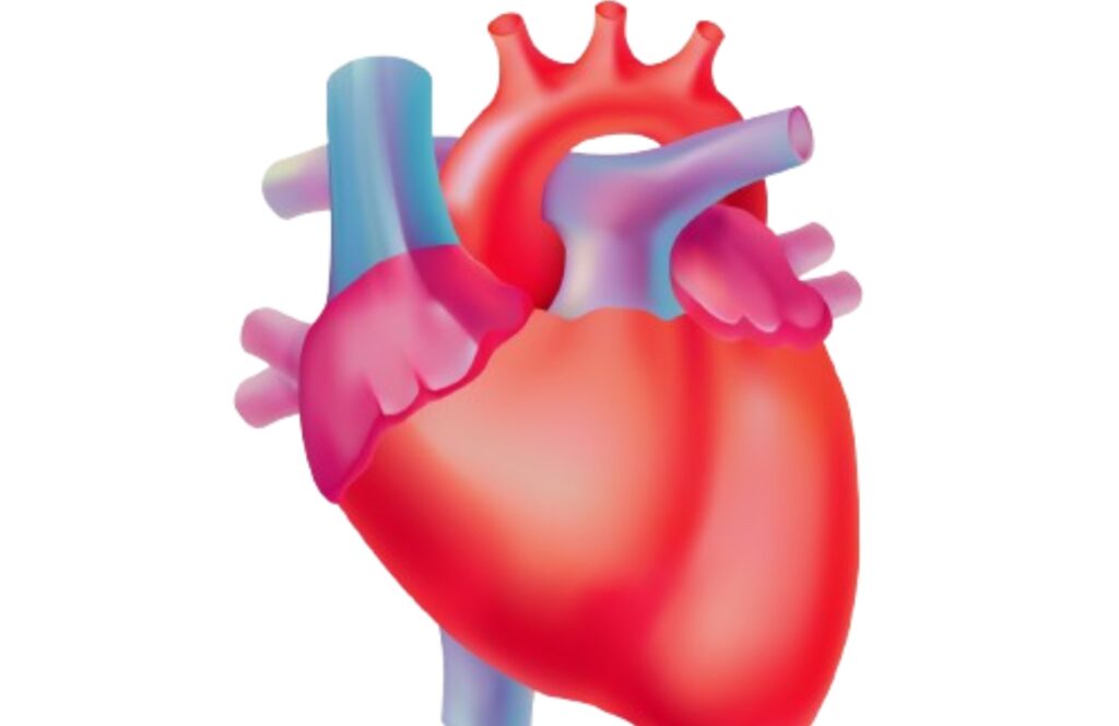 cardiovascular 