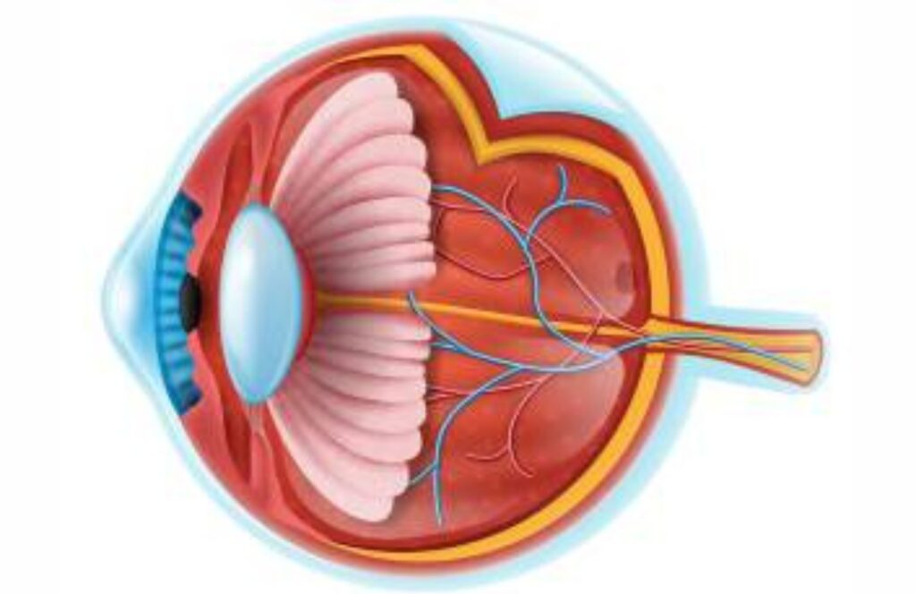 ophthalmology